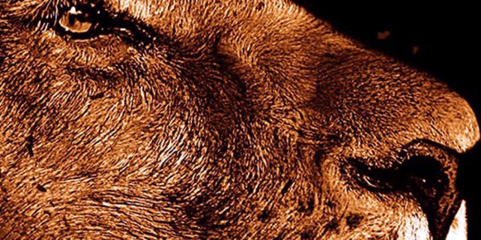 1080x2340 4k Wallpaper Lion Art 4k - 1080x2340 Wallpaper - teahub.io