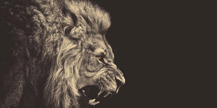 1920x1080 Angry Lion #artwork #wallpaper | Lion pictures, Lion wallpaper
