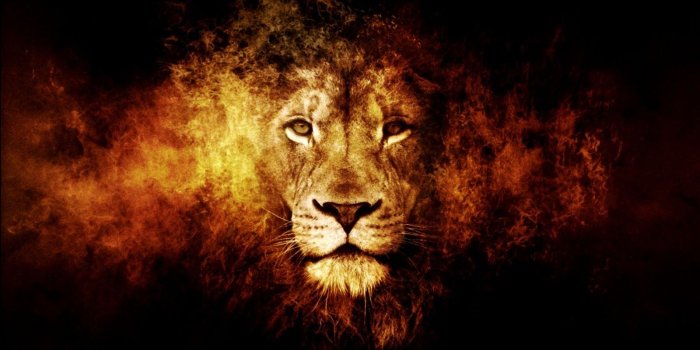 1600x989 Lion Wallpaper | Mega Wallpapers