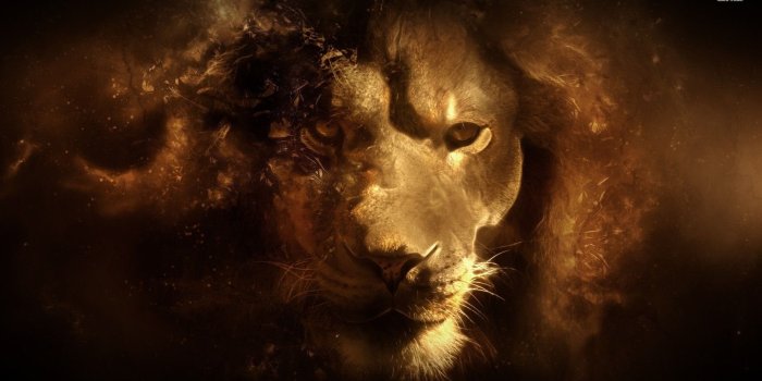1920x1080 Lion Wallpapers Digital Art Wallpapers Desktop Background