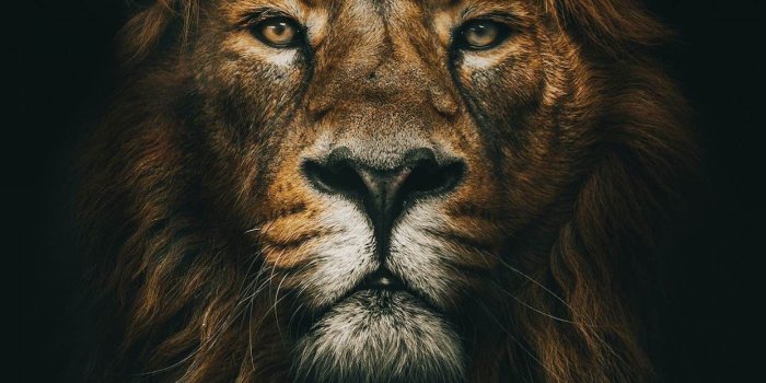1242x2208 Animal Art Wallpaper (75+ images)