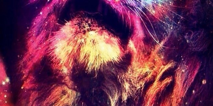 1080x1920 68+ Colorful Lion Wallpapers on WallpaperPlay