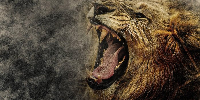3000x2000 Lion, Art, Grin, Muzzle wallpaper | HD Wallpapers