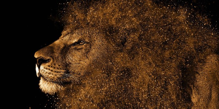 2560x1440 Animal Lion Art 2018 t2 HD Wallpapers