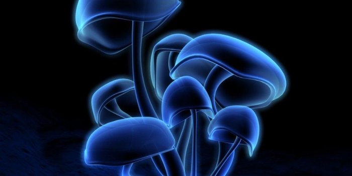 1024x768 Free 3D Wallpaper (With images) | Mushroom wallpaper, Stuffed