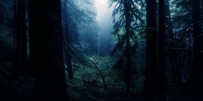 1920x1080 Free download Forest night wallpaper SF Wallpaper [1920x1080] for