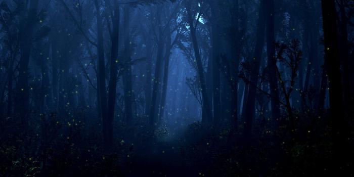 1920x1200 Free download Night forest 147 Wallpapers [1920x1200] for your