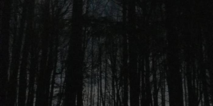 720x1280 Night forest wallpaper by Forevercharmer - 4c - Free on ZEDGE™