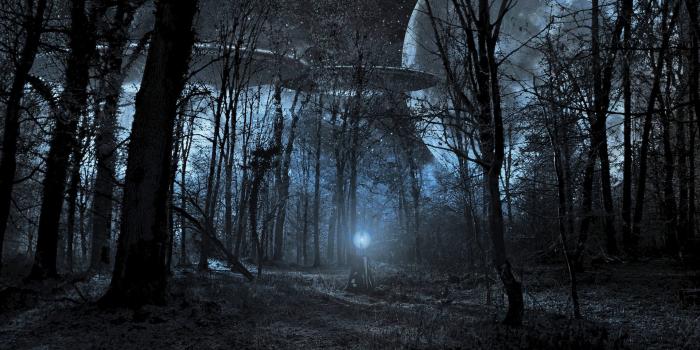 1920x1275 Night Forest Wallpapers HD Download Free