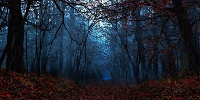 1920x1080 Fall Forest Night Wallpapers - Top Free Fall Forest Night