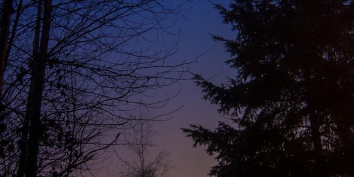 938x1668 Download wallpaper 938x1668 night, forest, fog, trees, sky iphone