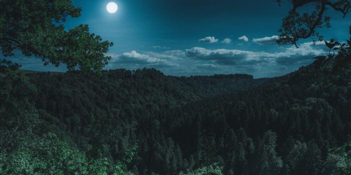 2560x1700 2560x1700 Dark Night Forest View 5k Chromebook Pixel HD 4k