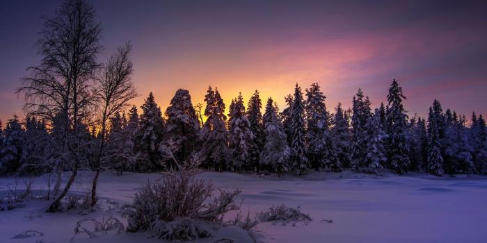 1332x850 Wallpaper winter, forest, night images for desktop, section