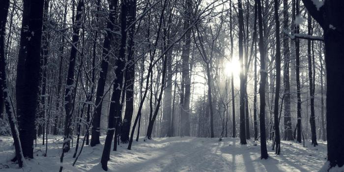 1920x1080 Winter Forest Wallpapers Night