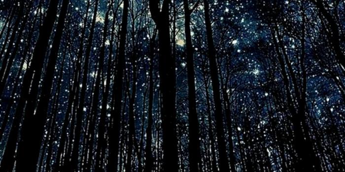 1177x942 Forest Night Wallpapers High Resolution | my-sims-3-downloads