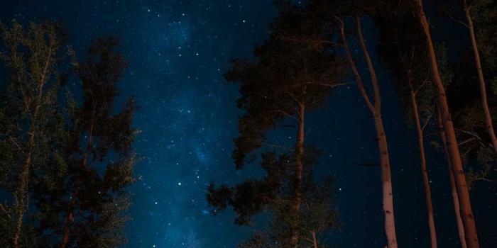 1080x1920 Night Forest | iPhone Wallpaper