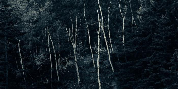 1600x900 Free download Forest Night 4K HD Desktop Wallpaper for 4K Ultra HD