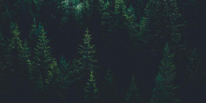 2412x4288 Forest Wallpapers: Free HD Download [500+ HQ] | Unsplash