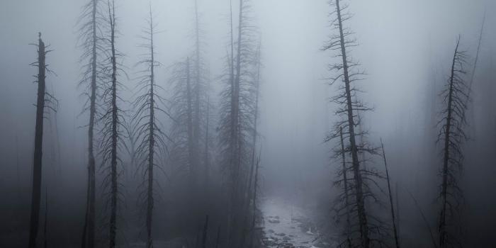 1332x850 Wallpaper fog, night, forest images for desktop, section природа