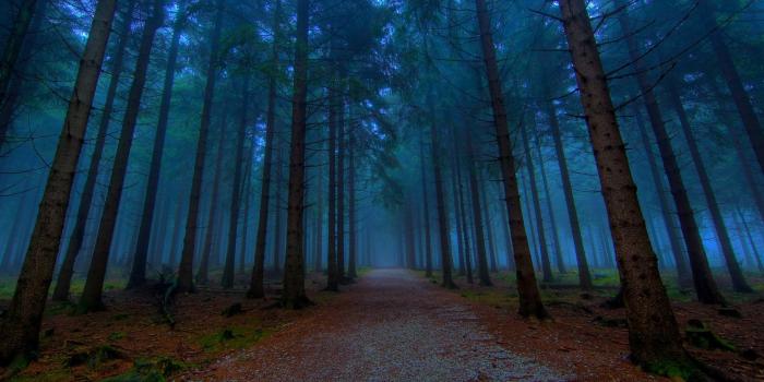 1920x1200 Woods At Night Wallpaper posted by Ryan Johnson