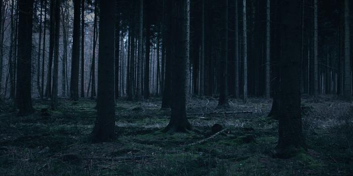 1366x768 mj52-forest-dark-night-trees-nature - Papers.co