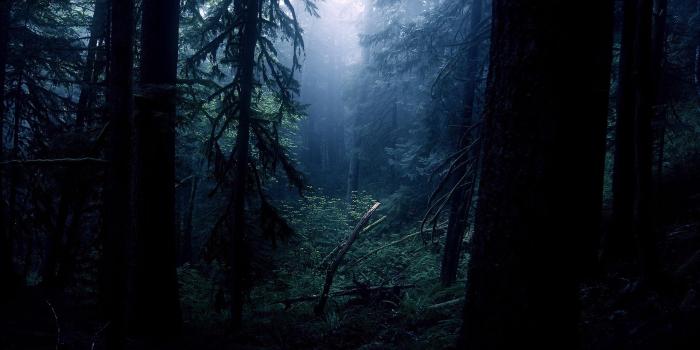 1920x1080 Night Forest Trees Wallpapers HD / Desktop and Mobile Backgrounds