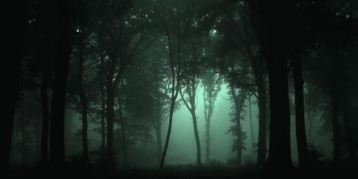 1920x1200 Night forest, backgrounds definition, Jordan Mullen category