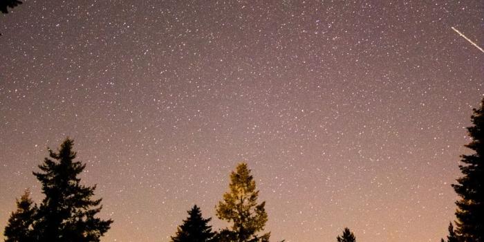 1000x1500 Night Forest Pictures | Download Free Images on Unsplash