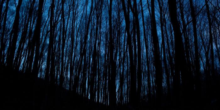 2560x1440 Wallpaper Night, forest, trees, darkness 3840x2160 UHD 4K Picture