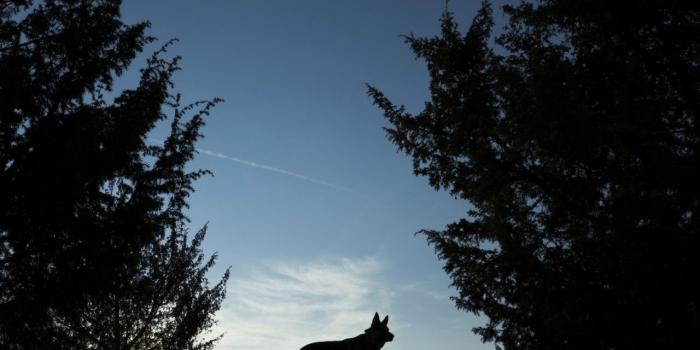 1280x1024 1280x1024 Wolves Night Forest Silhouette 4k 1280x1024 Resolution
