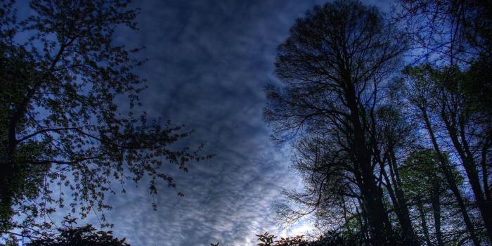 1680x1050 Download Night Sky In The Forest Wallpaper – Background Wallpaper HD