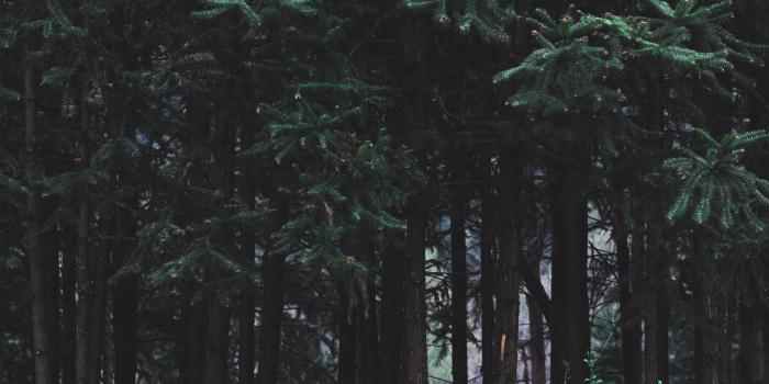 2732x2732 nh97-wood-forest-dark-night-tree-nature-wallpaper