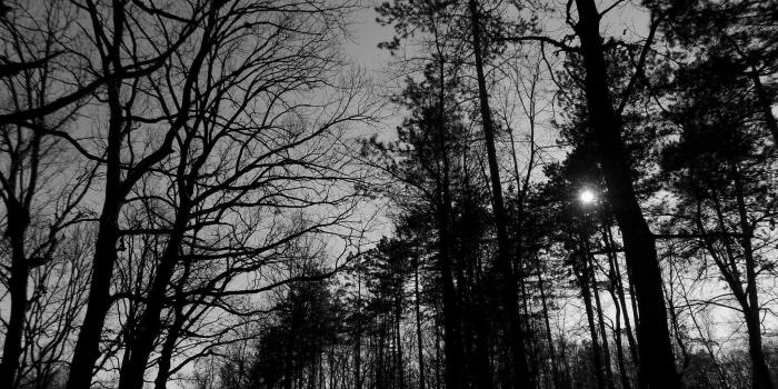 2048x1536 Black metal tree branch decor, monochrome, nature, forest, park HD