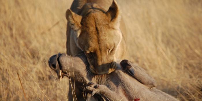 1600x1064 Hunting Wildlife Wallpaper #MS8O6OU (1600x1064 px) - Picserio.com