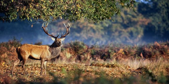 1920x1080 im.42: Hunting Wildlife Wallpaper (1920x1080 px) - Picserio.com