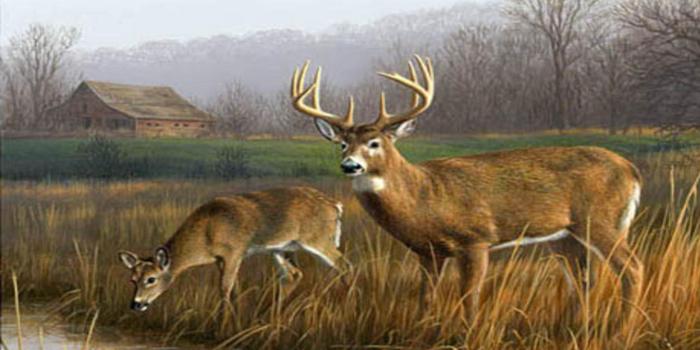 1600x1094 Hunting Wildlife Wallpaper #ZVC618S Picserio - Picserio.com