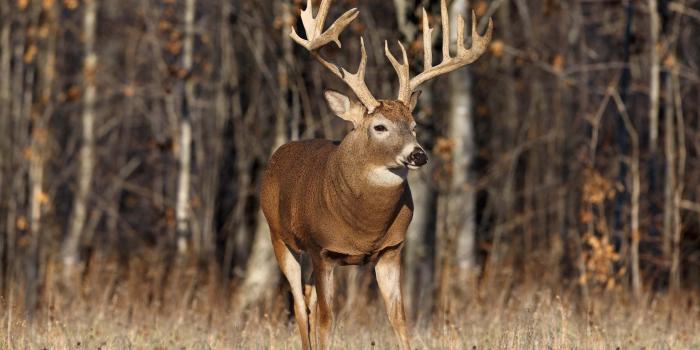 2560x1600 Hunting wallpaper ·① Download free beautiful HD wallpapers for