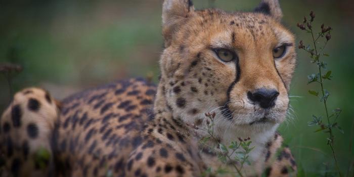 2048x1365 Brown and black animal plush toy, animals, hunting, wildlife, wild