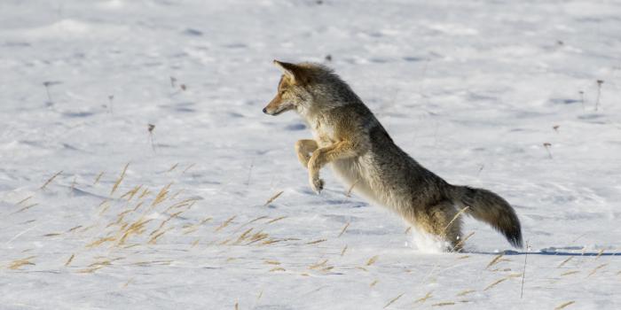 3840x2160 Download wallpaper 3840x2160 coyote, jump, hunting, snow, predator