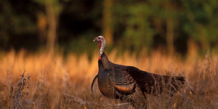 2100x1500 Applications Now Being Accepted for Special Turkey Hunts at Lake
