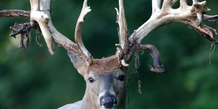 1280x1024 Gallery For Deer Hunting Wallpaper Backgrounds Desktop Background