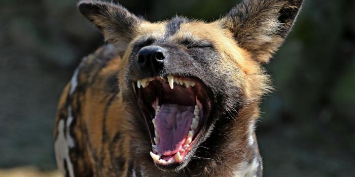 1920x1280 African wild Dog, African hunting dog or Painted Wolf HD Wallpaper