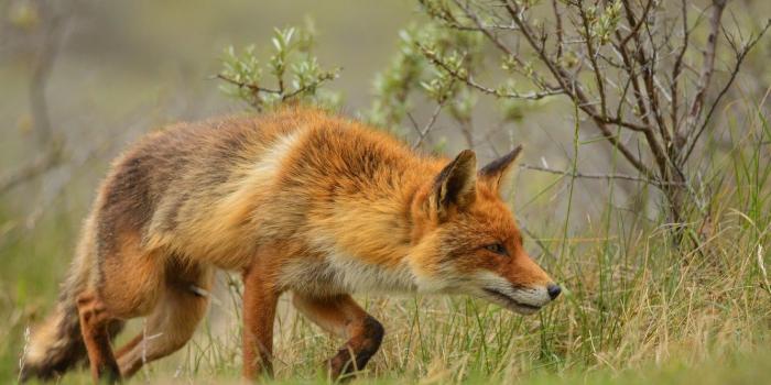 1332x850 Wallpaper look, Fox, red, face, glade, greens, Bush, branches