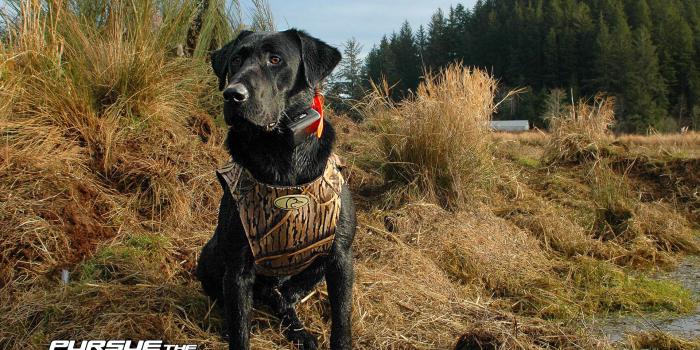 1920x1200 46+ Hunting Dog Wallpapers on WallpaperPlay