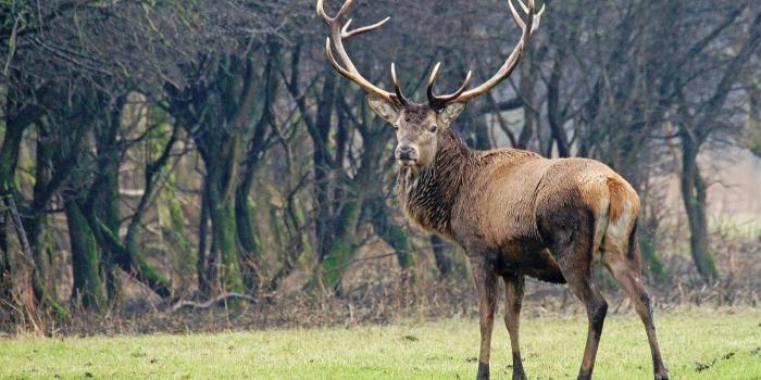 1920x1080 Hunting Wildlife Wallpaper #K5LR7J2 (1920x1080 px) - Picserio.com