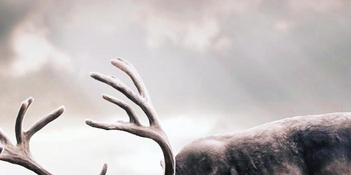 1440x2560 Wild Deer #animals #hunting #buck #antlers | Wild deer, Animals