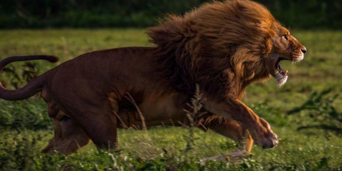 1332x850 Wallpaper predator, mouth, handsome, face, wild cats, jump, body