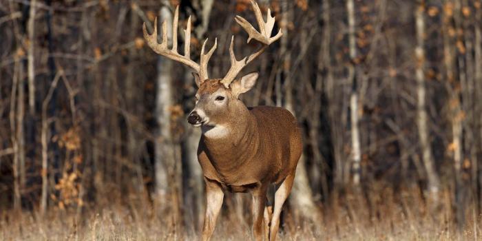 1600x1000 Free download Deer Desktop Wallpaper Deer HD Wallpaper [1600x1000