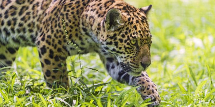 2560x1600 Jaguar hunting wallpaper - Animal wallpapers - #42321