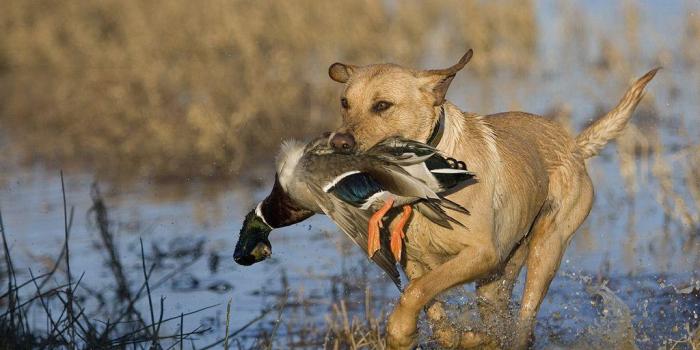 1024x768 Hunting Wallpapers